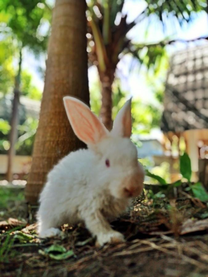 Follow The Rabbit Bungalow Gili Air Dış mekan fotoğraf