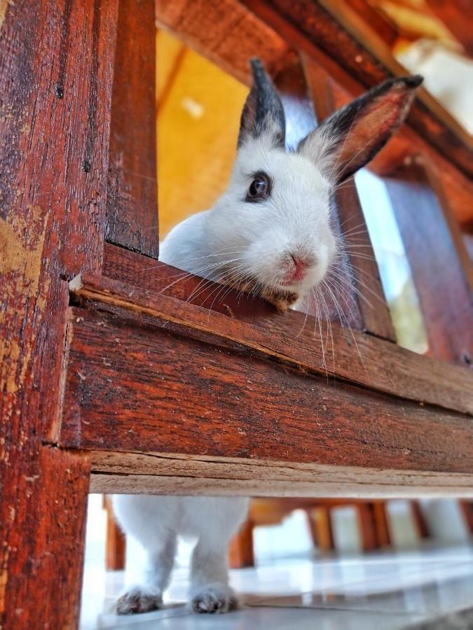 Follow The Rabbit Bungalow Gili Air Dış mekan fotoğraf